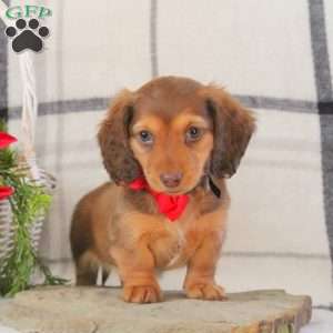 Brian, Dachshund Puppy