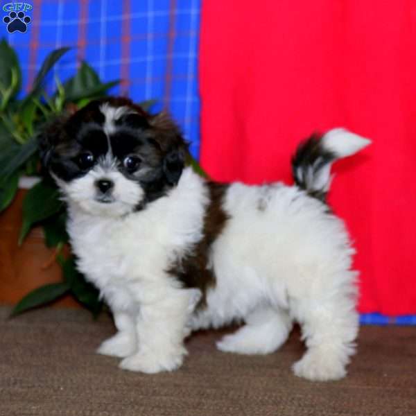 Brie, Shih Tzu Mix Puppy