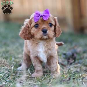 Brielle, Cavalier King Charles Spaniel Puppy