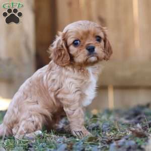 Brielle, Cavalier King Charles Spaniel Puppy