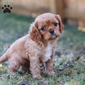 Brielle, Cavalier King Charles Spaniel Puppy