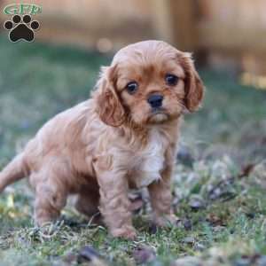 Brielle, Cavalier King Charles Spaniel Puppy