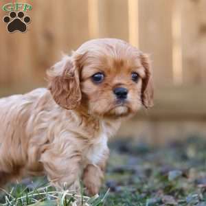 Brielle, Cavalier King Charles Spaniel Puppy