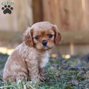 Brielle, Cavalier King Charles Spaniel Puppy