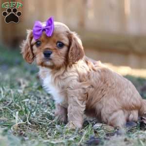 Brielle, Cavalier King Charles Spaniel Puppy