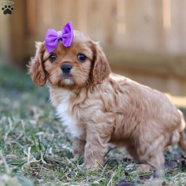 Brielle, Cavalier King Charles Spaniel Puppy