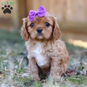 Brielle, Cavalier King Charles Spaniel Puppy