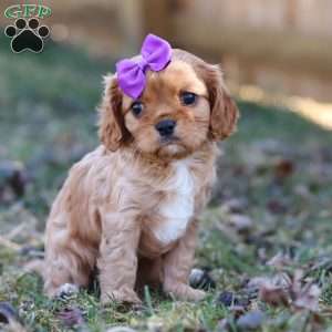 Brielle, Cavalier King Charles Spaniel Puppy