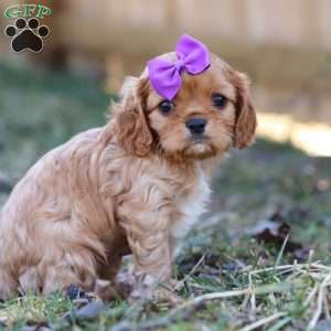 Brielle, Cavalier King Charles Spaniel Puppy