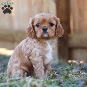 Brielle, Cavalier King Charles Spaniel Puppy