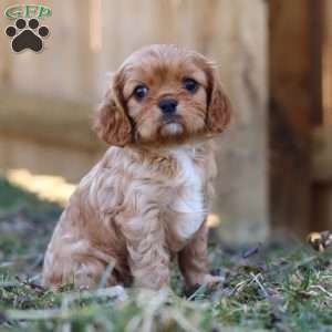 Brielle, Cavalier King Charles Spaniel Puppy