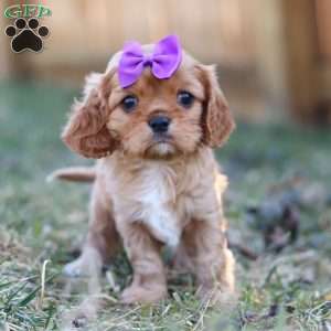 Brielle, Cavalier King Charles Spaniel Puppy