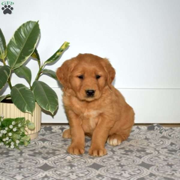 Brisket, Golden Retriever Puppy