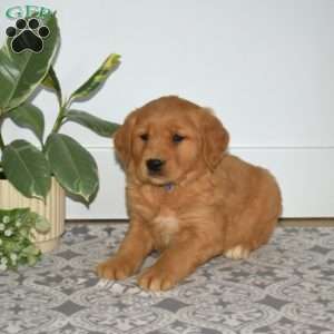 Brisket, Golden Retriever Puppy