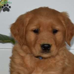 Brisket, Golden Retriever Puppy