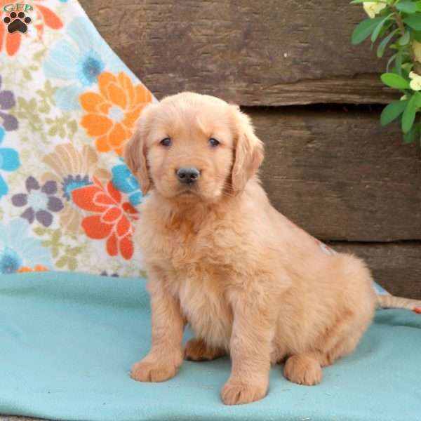 Brody, Golden Retriever Puppy