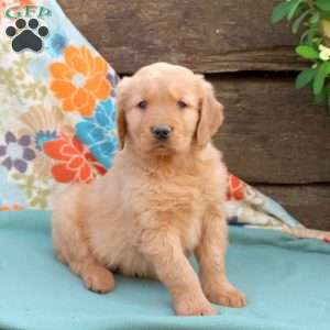 Brody, Golden Retriever Puppy