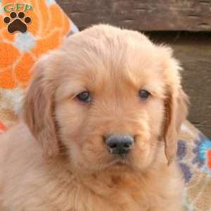 Brody, Golden Retriever Puppy