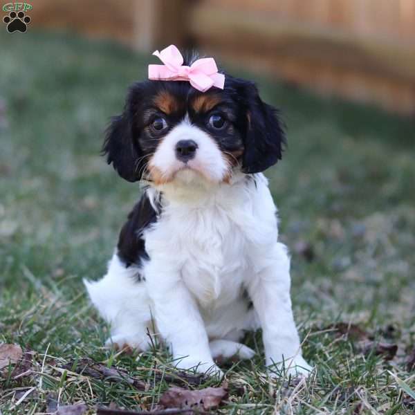 Brooklyn, Cavalier King Charles Spaniel Puppy