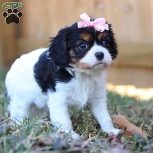 Brooklyn, Cavalier King Charles Spaniel Puppy