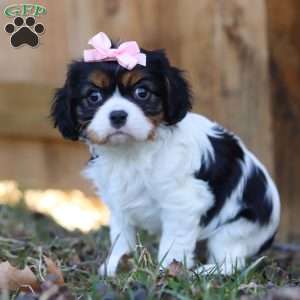 Brooklyn, Cavalier King Charles Spaniel Puppy