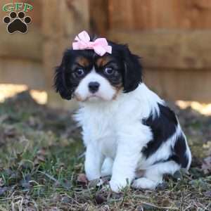 Brooklyn, Cavalier King Charles Spaniel Puppy