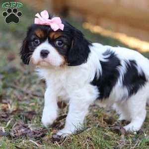 Brooklyn, Cavalier King Charles Spaniel Puppy