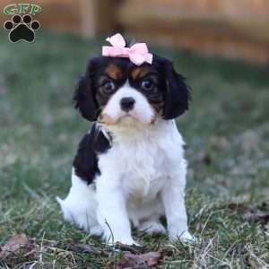 Brooklyn, Cavalier King Charles Spaniel Puppy