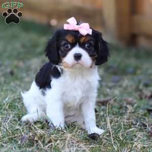 Brooklyn, Cavalier King Charles Spaniel Puppy