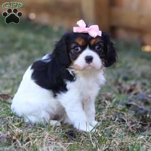 Brooklyn, Cavalier King Charles Spaniel Puppy