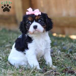 Brooklyn, Cavalier King Charles Spaniel Puppy