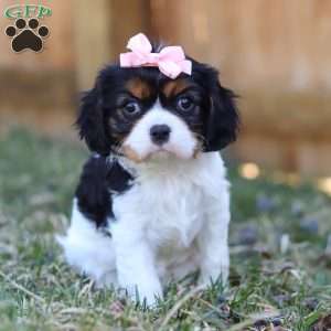 Brooklyn, Cavalier King Charles Spaniel Puppy