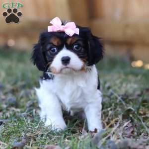 Brooklyn, Cavalier King Charles Spaniel Puppy