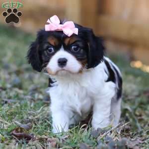 Brooklyn, Cavalier King Charles Spaniel Puppy