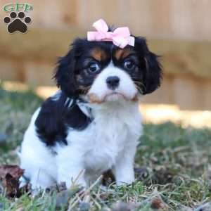 Brooklyn, Cavalier King Charles Spaniel Puppy