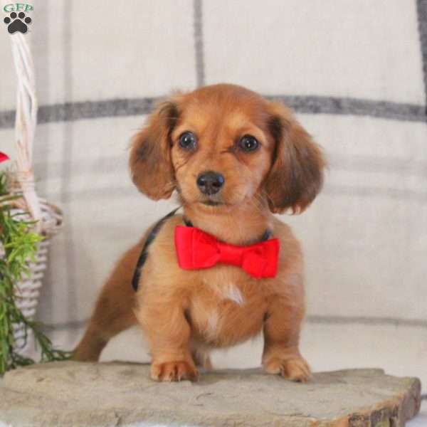 Brooklyn, Dachshund Puppy