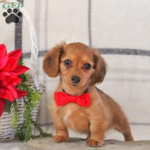 Brooklyn, Dachshund Puppy