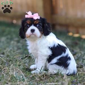 Brooklyn, Cavalier King Charles Spaniel Puppy