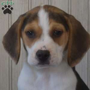 Bruno, Beagle Puppy