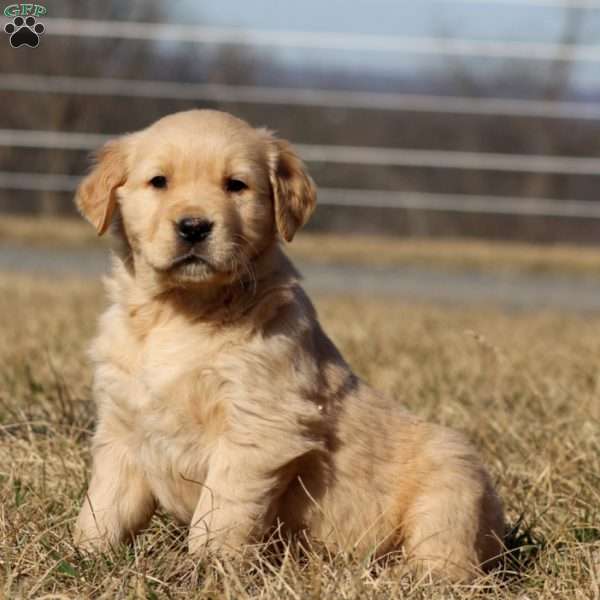 Bruno, Golden Retriever Puppy