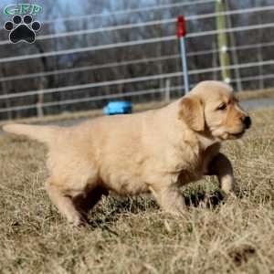 Bruno, Golden Retriever Puppy