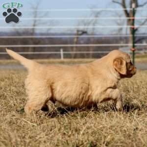 Bruno, Golden Retriever Puppy