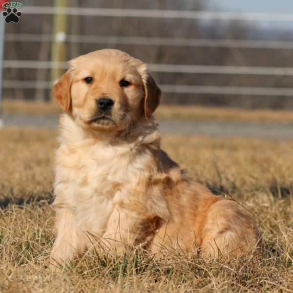 Bryce, Golden Retriever Puppy