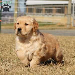 Bryce, Golden Retriever Puppy