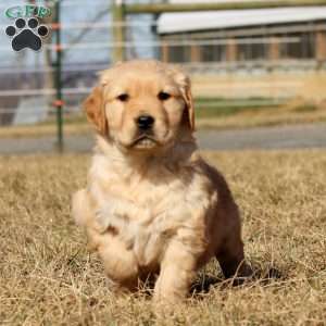 Bryce, Golden Retriever Puppy