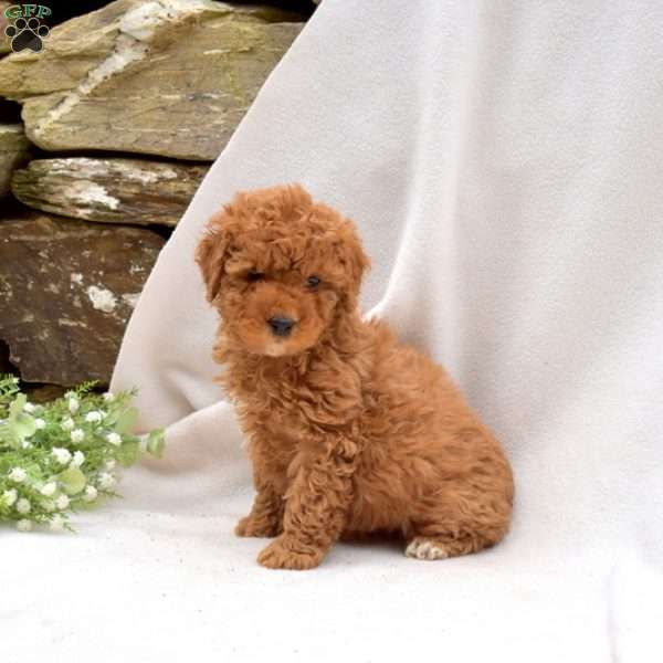 Bubbles, Mini Goldendoodle Puppy