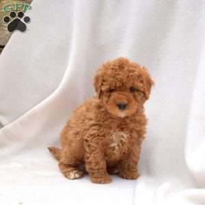 Bubbles, Mini Goldendoodle Puppy