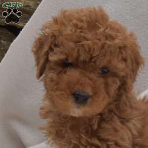 Bubbles, Mini Goldendoodle Puppy