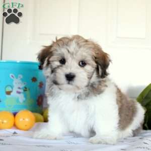 Bubbles, Teddy Bear Puppy