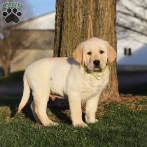 Buddy, Yellow Labrador Retriever Puppy